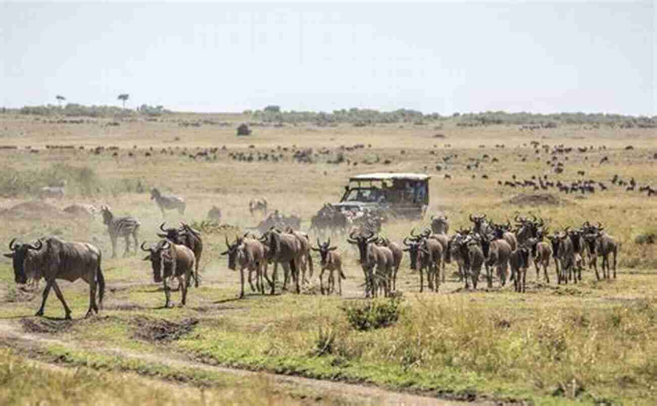 Masai Mara National Reserve Kenya The Best African Safari Tips From An Obsessive Planner