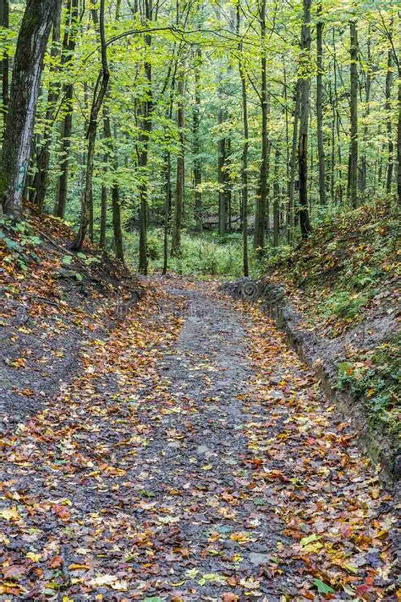 Morrisburg Ontario Trail Through Vibrant Autumn Trees Morrisburg Ontario In Colour Photos: Saving Our History One Photo At A Time (Cruising Ontario 156)