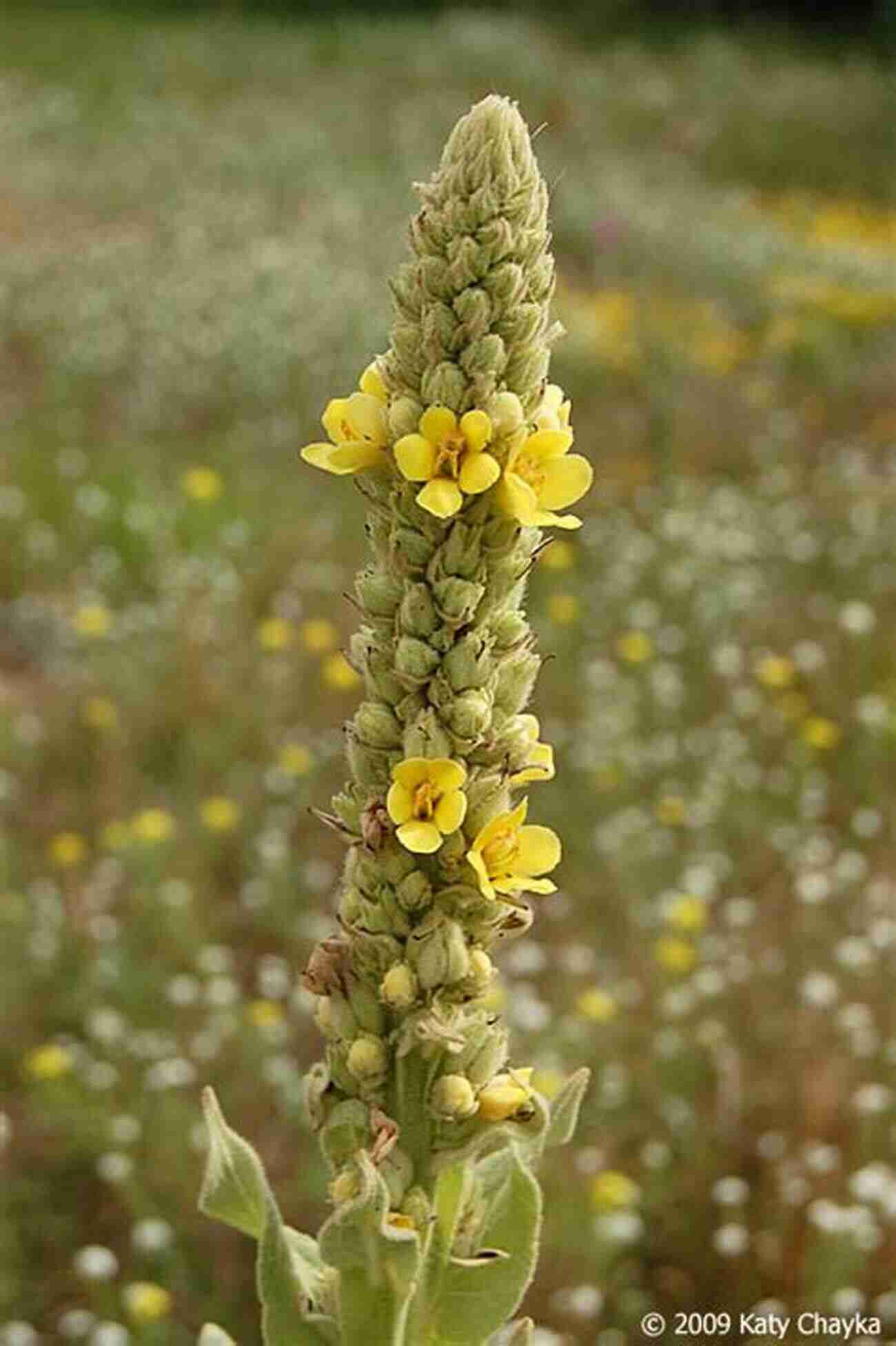 Mullein Tall Plant With Yellow Flowers And Fuzzy Leaves Wildcrafting Weeds: 20 Easy To Forage Edible And Medicinal Plants (that Might Be Growing In Your Backyard )