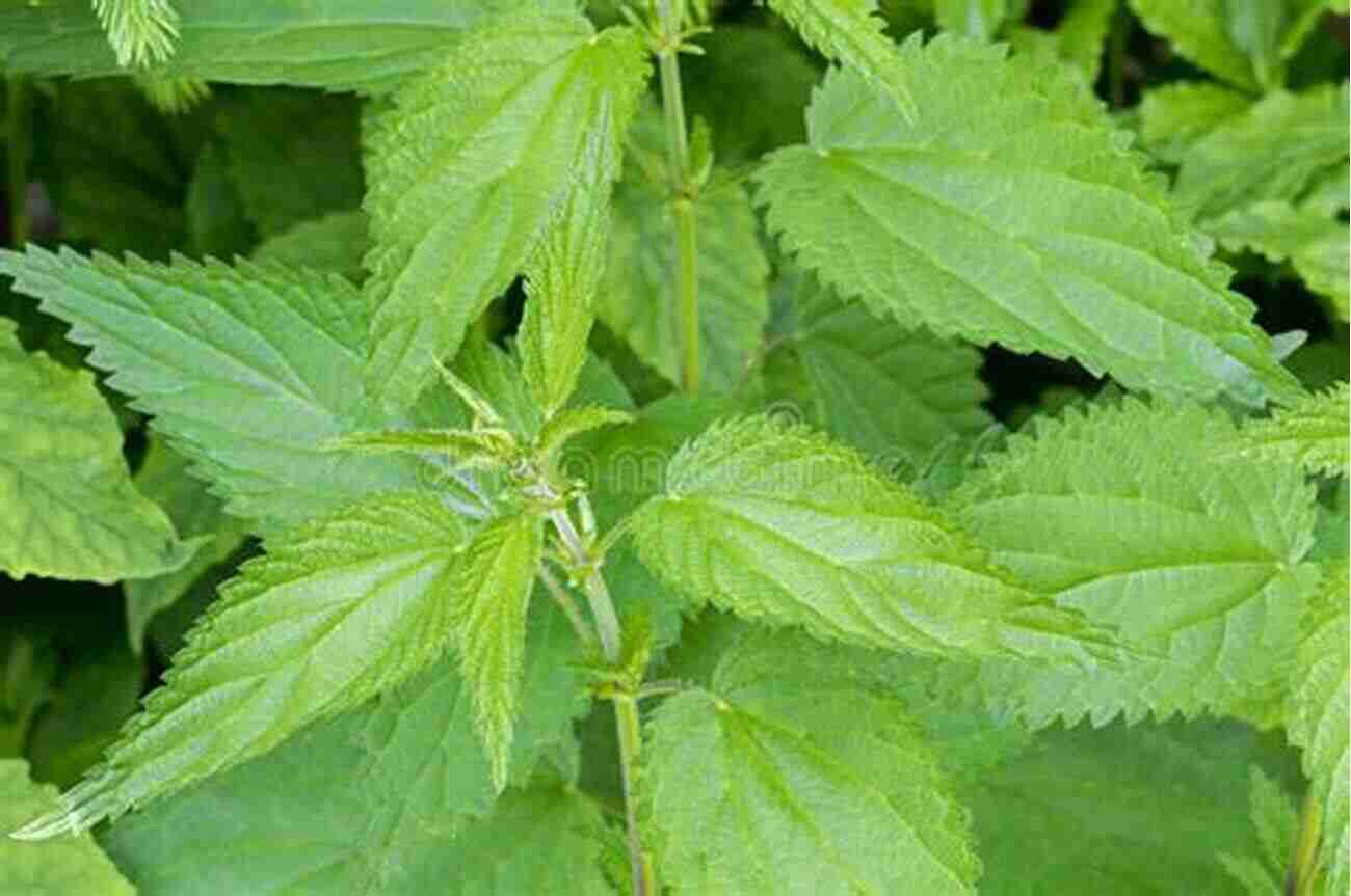 Nettle A Green Leafy Plant With Stinging Hairs Wildcrafting Weeds: 20 Easy To Forage Edible And Medicinal Plants (that Might Be Growing In Your Backyard )