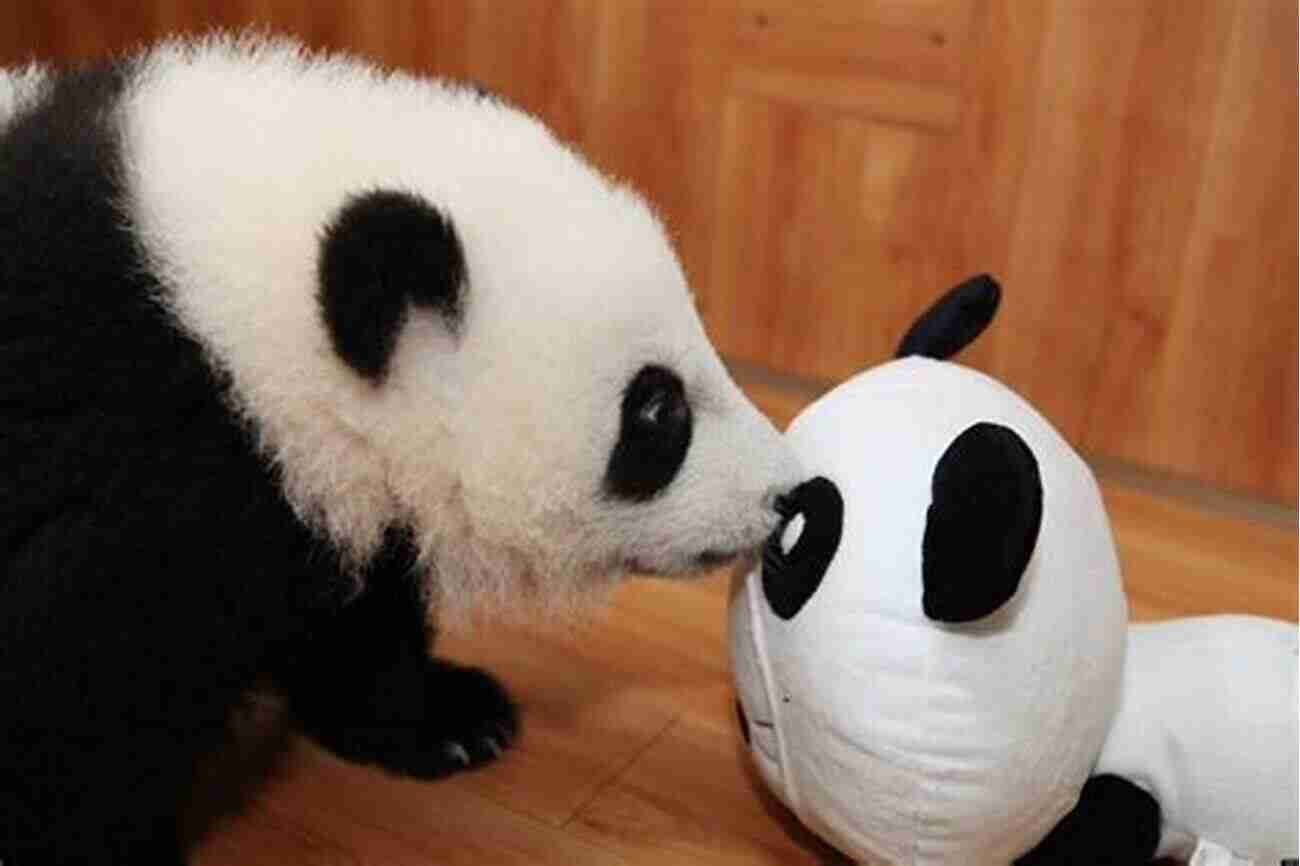 Newborn Baby Panda Playing With Toys ZooBorns: The Newest Cutest Animals From The World S Zoos And Aquariums (Zooborns )