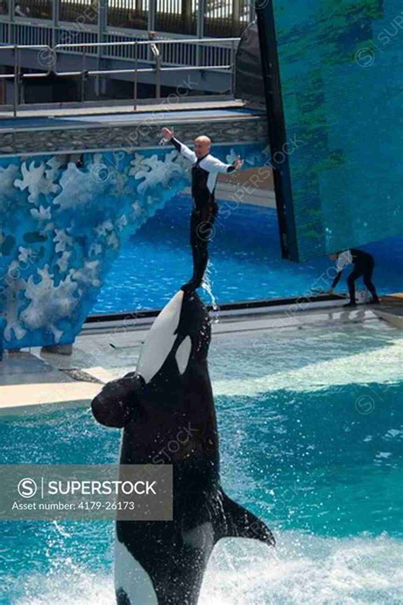 Orca Performing Tricks Orcapedia: A Guide To The Victims Of The International Orca Slave Trade