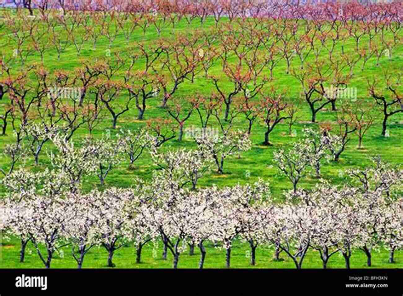 Osoyoos Orchards In Full Bloom, Painted With Vibrant Colors Osoyoos British Columbia Canada In Colour Photos: Saving Our History One Photo At A Time (Cruising Canada 10)