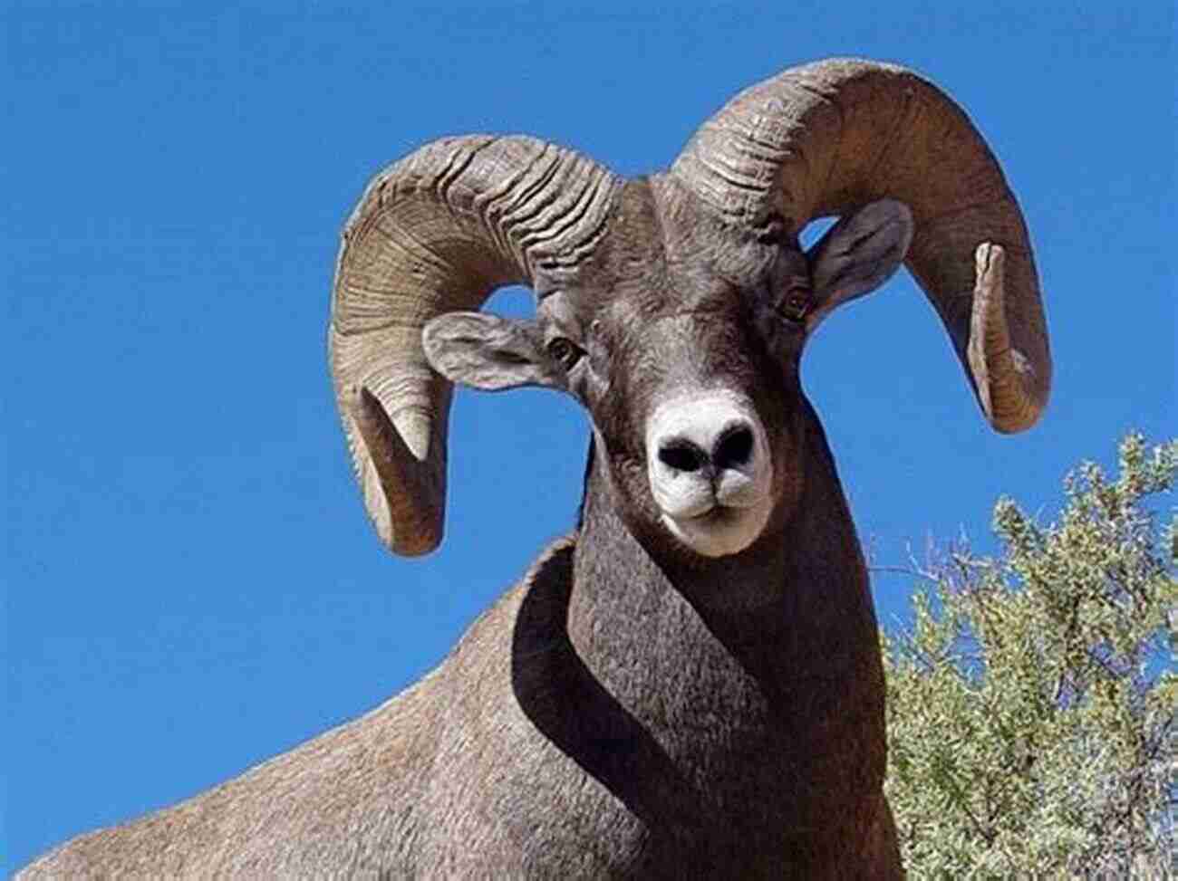 Photograph Of A Bighorn Sheep In Arches National Park, Showcasing The Park's Diverse Wildlife And Their Ability To Thrive In This Arid Environment. Arches National Park: Photographs Of Arches National Park