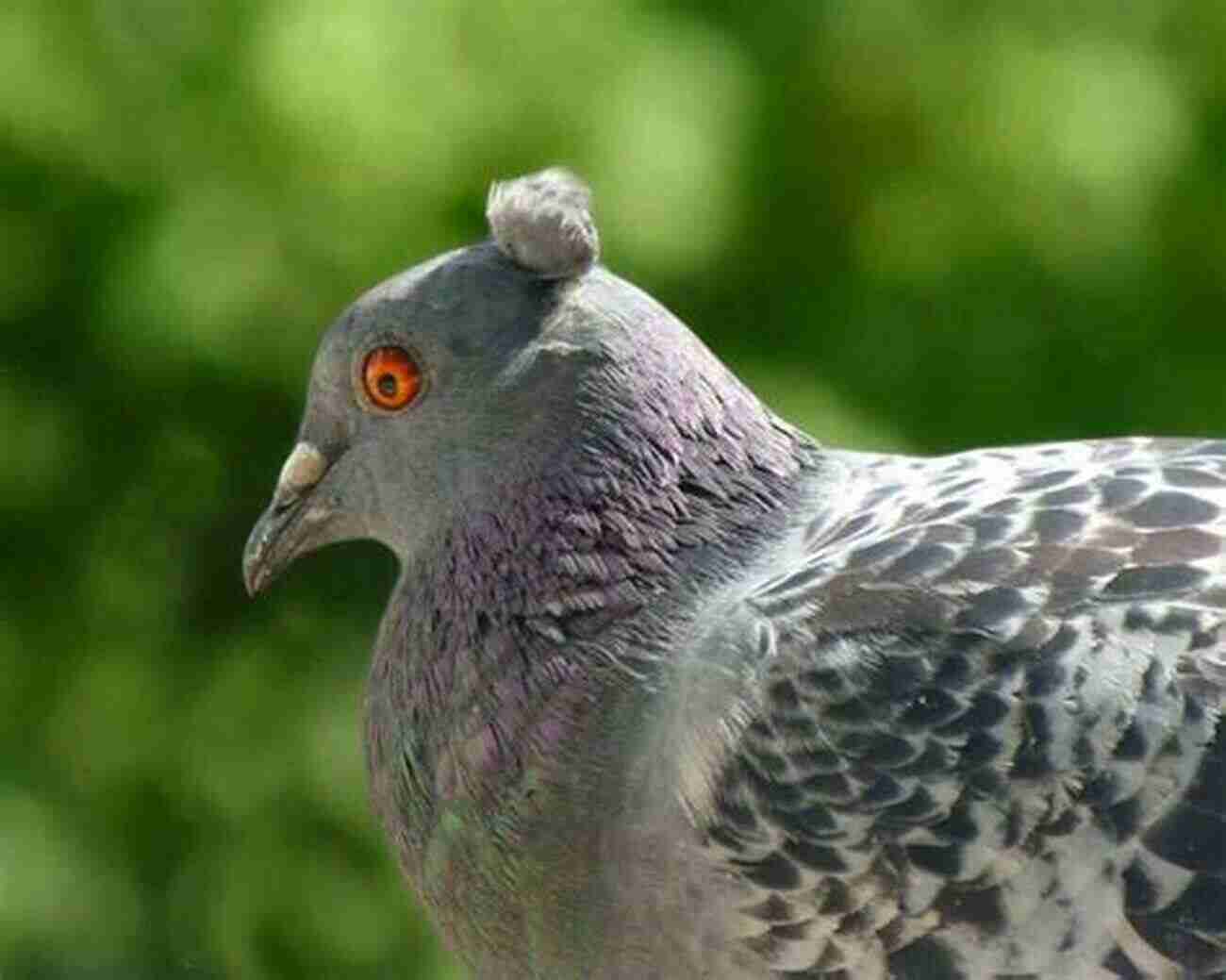 Pigeons Living In Luxury At The Pigeonia Park An Outopia For Pigeons: A Comedy About Salvation