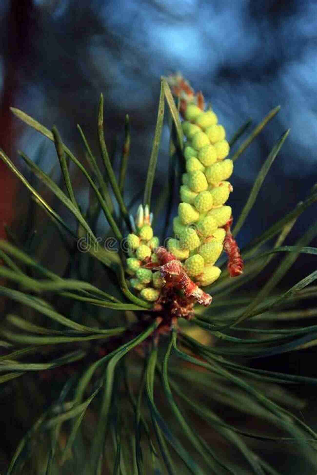 Pine Needles Long Green Needles From Pine Trees Wildcrafting Weeds: 20 Easy To Forage Edible And Medicinal Plants (that Might Be Growing In Your Backyard )