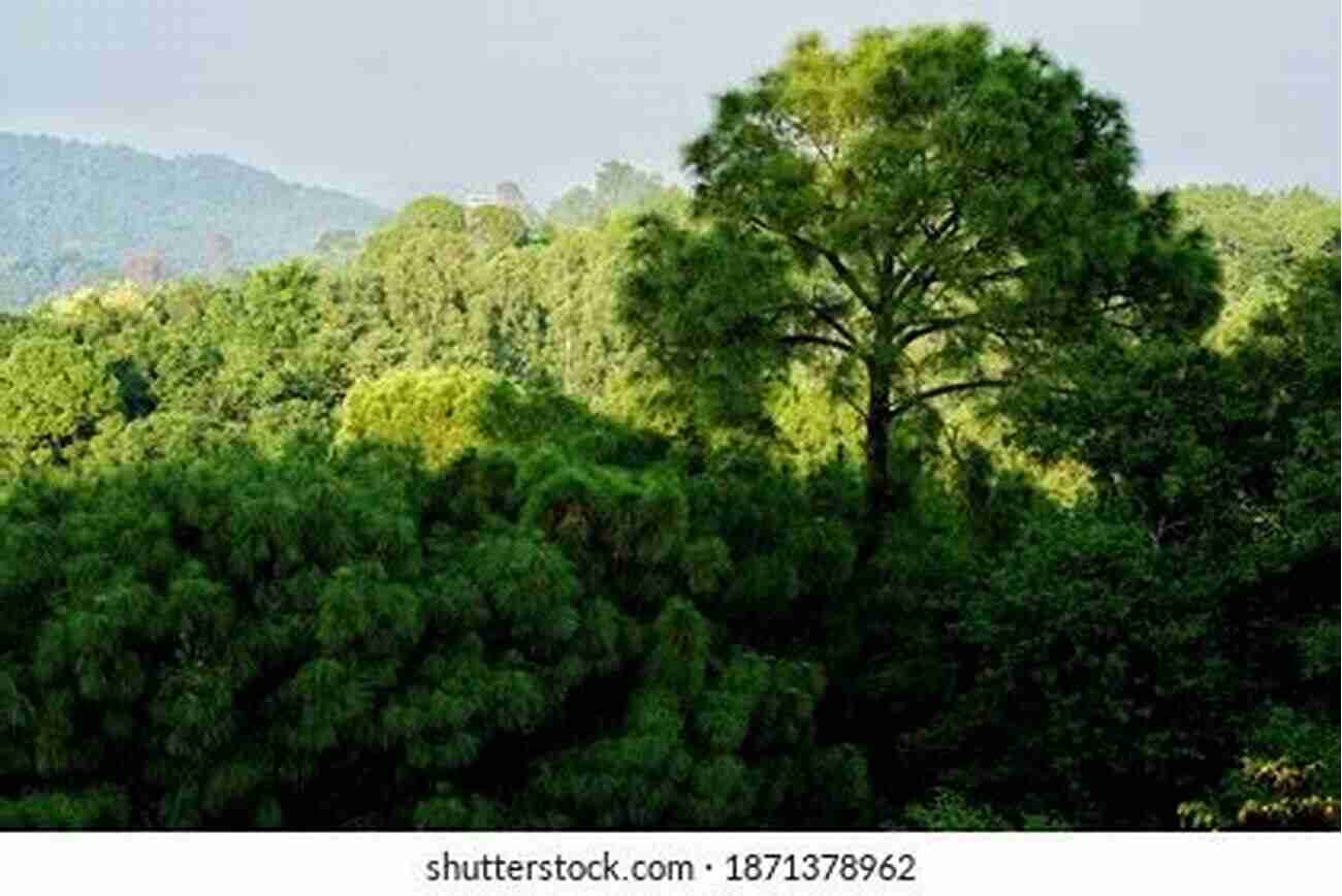 Pine Tree Standing Tall Amidst A Lush Bamboo Forest A Pine Tree In A Bamboo Forest: Five Years In Japan South Korea