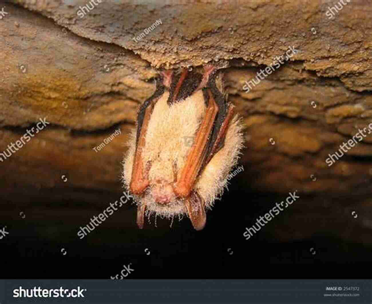 Pipistrellus Bat In A Cave A Synopsis Of The American Bats Of The Genus Pipistrellus