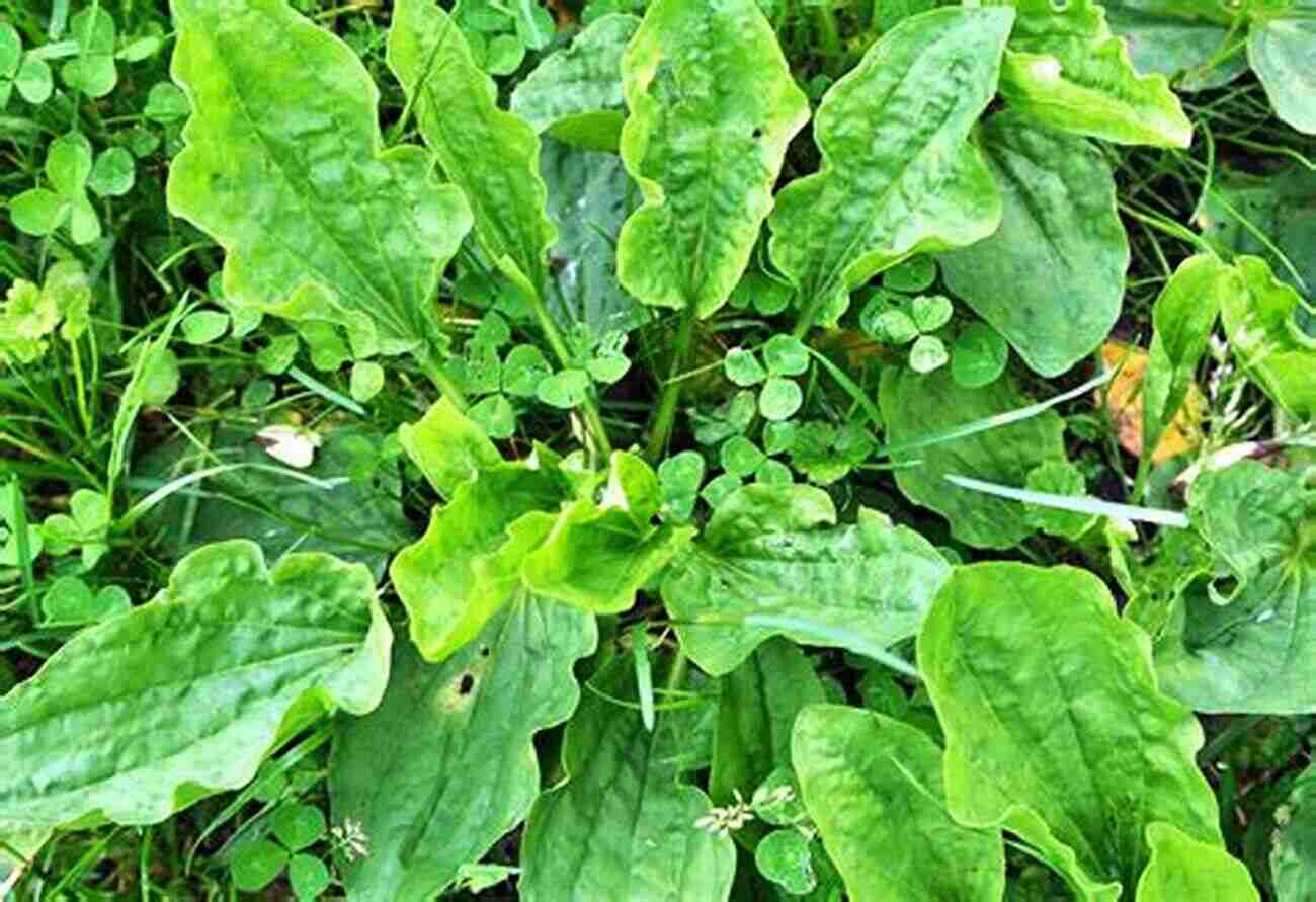 Plantain A Broadleaf Plant With Small Flowers Wildcrafting Weeds: 20 Easy To Forage Edible And Medicinal Plants (that Might Be Growing In Your Backyard )