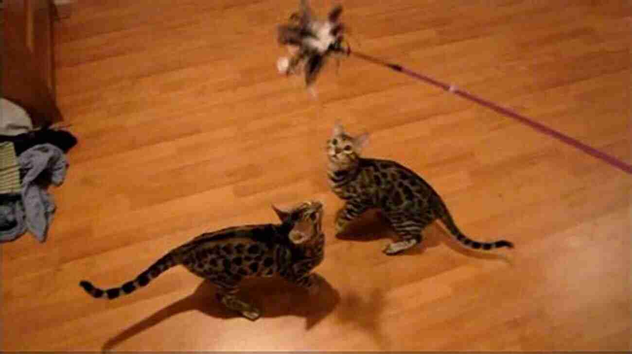 Playful Bengal Kitten Chasing A Feather Toy Bengal Cats And Kittens: Complete Owner S Guide To Bengal Cat And Kitten Care