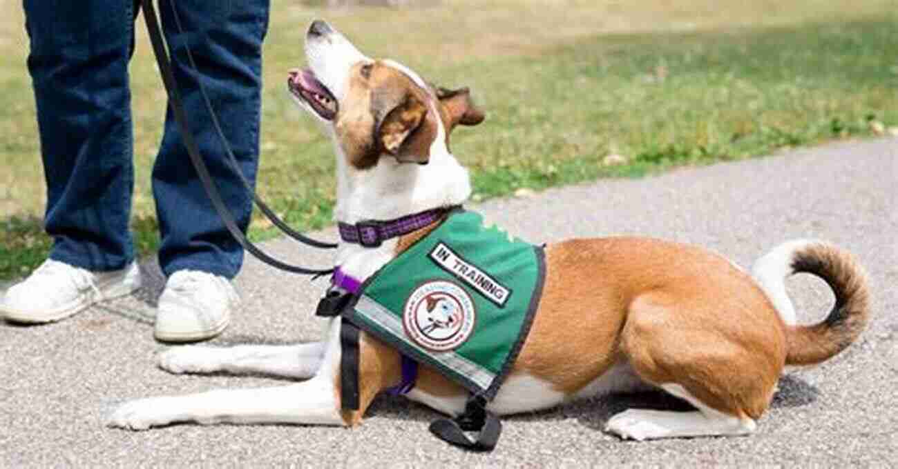 Psychiatric Service Dog Playing Life With A Service Dog: Make An Informed Decision To Get A Psychiatric Service Dog