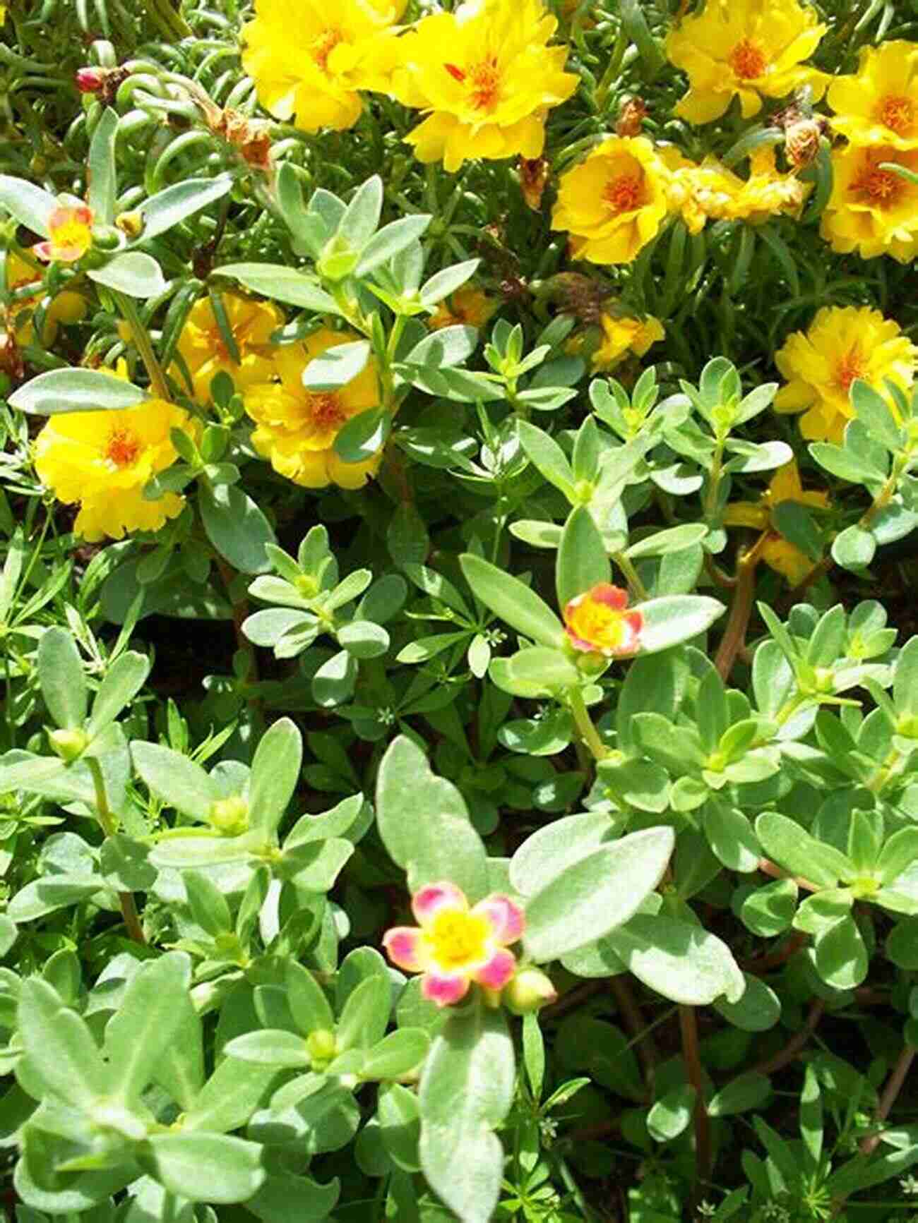 Purslane A Succulent Plant With Small Yellow Flowers Wildcrafting Weeds: 20 Easy To Forage Edible And Medicinal Plants (that Might Be Growing In Your Backyard )