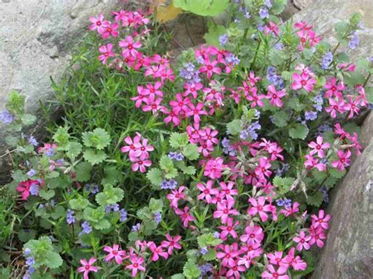 Red Clover Small Pink Flowers Growing In Clusters Wildcrafting Weeds: 20 Easy To Forage Edible And Medicinal Plants (that Might Be Growing In Your Backyard )