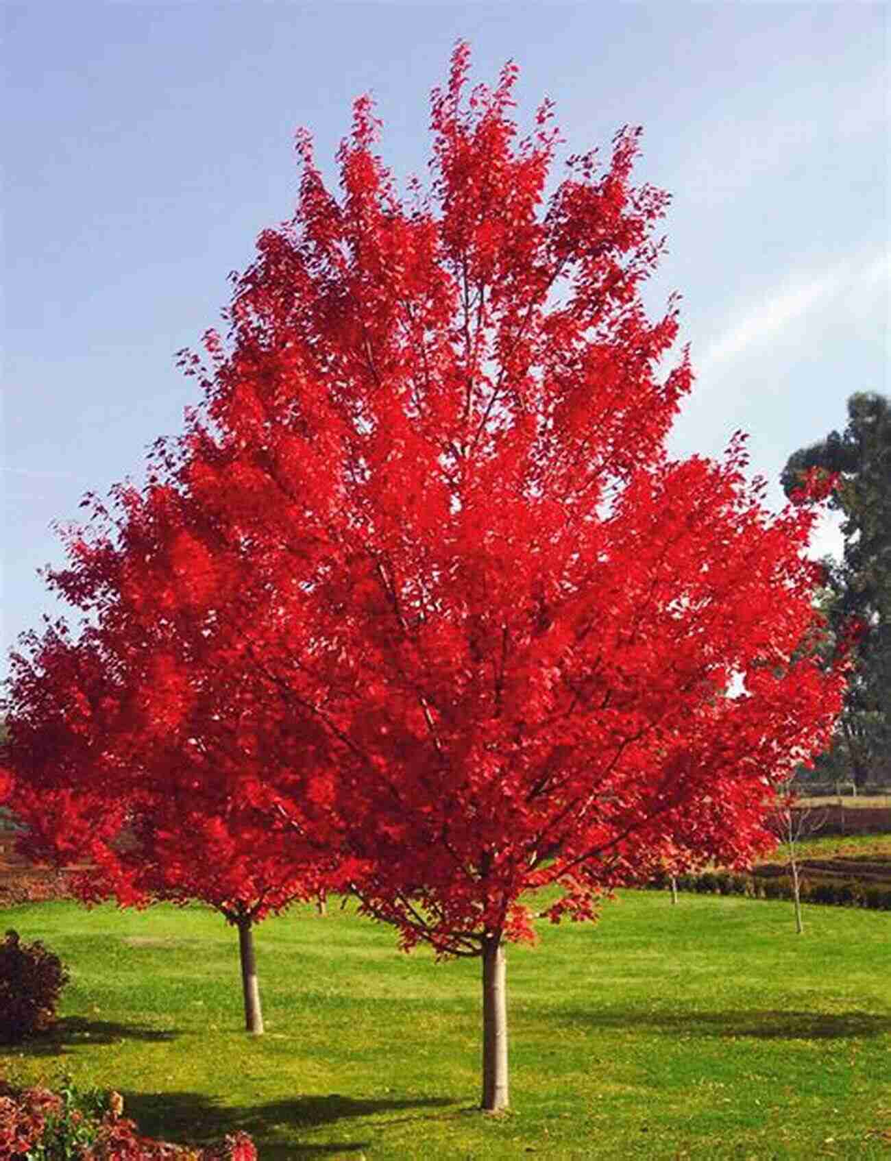 Robert Frost's 'October' A Maple Tree Displaying Vivid Fall Colors Happy Halloween : 31 Poems In Celebration Of Autumn