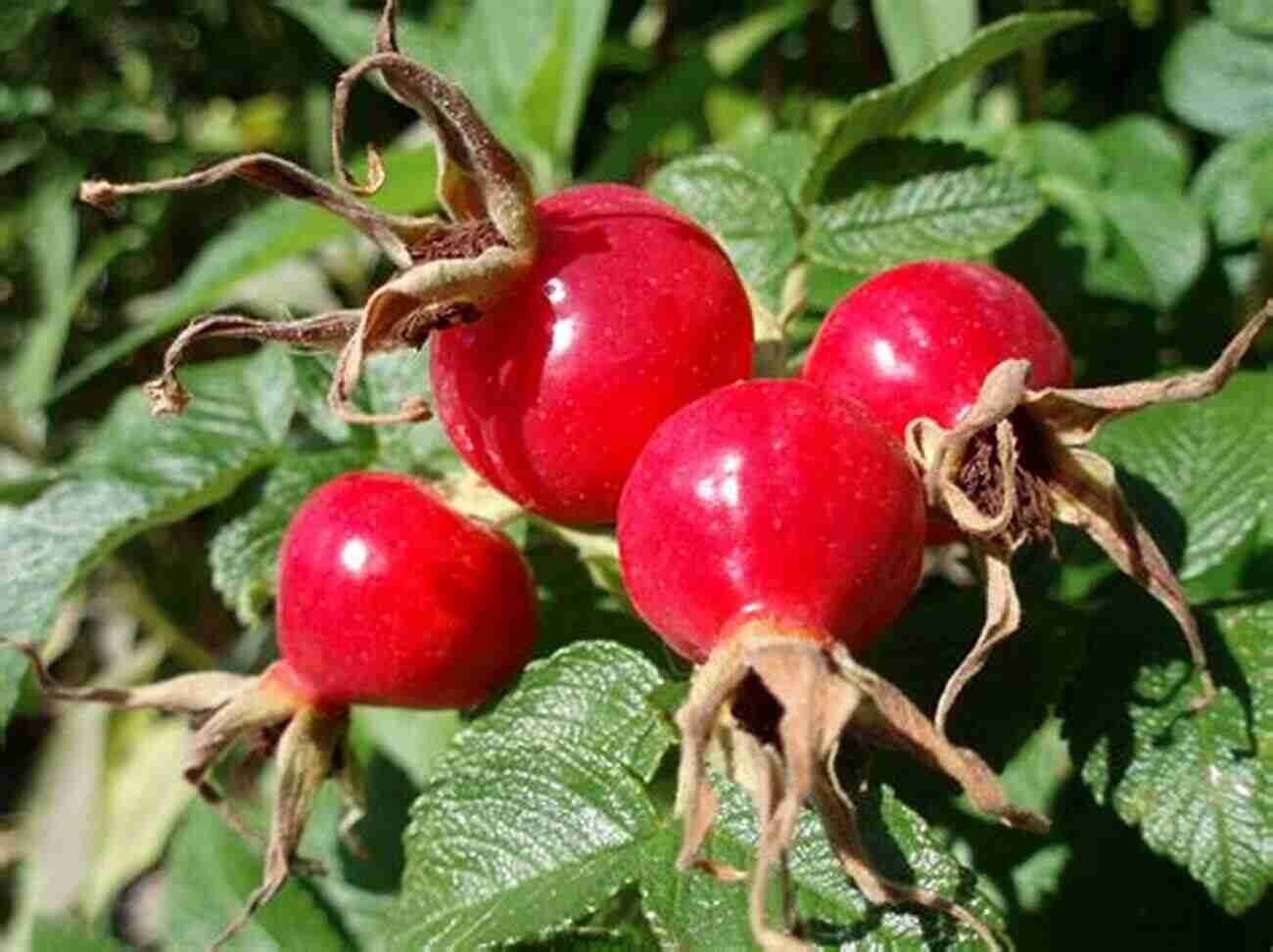 Rose Hips Small Red Fruits Growing On Rose Bushes Wildcrafting Weeds: 20 Easy To Forage Edible And Medicinal Plants (that Might Be Growing In Your Backyard )