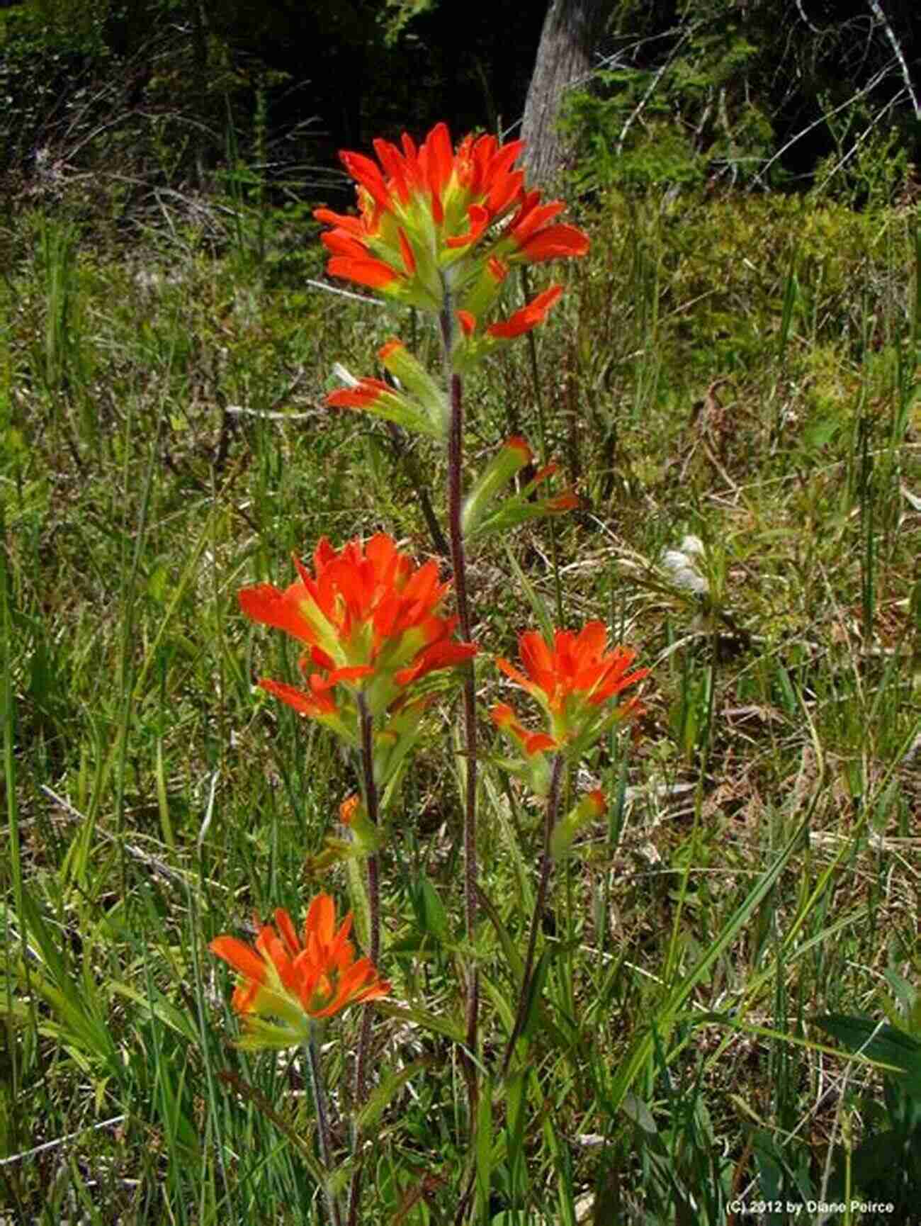 Scarlet Indian Paintbrush Sierra Nevada Wildflowers 2nd: A Field Guide To Common Wildflowers And Shrubs Of The Sierra Nevada Including Yosemite Sequoia And Kings Canyon National Parks (Wildflower Series)