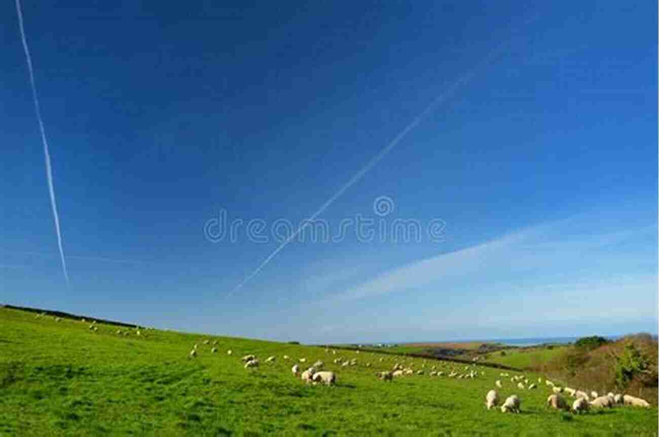 Sheep Grazing In A Picturesque Field Under A Blue Sky A Short History Of The World According To Sheep