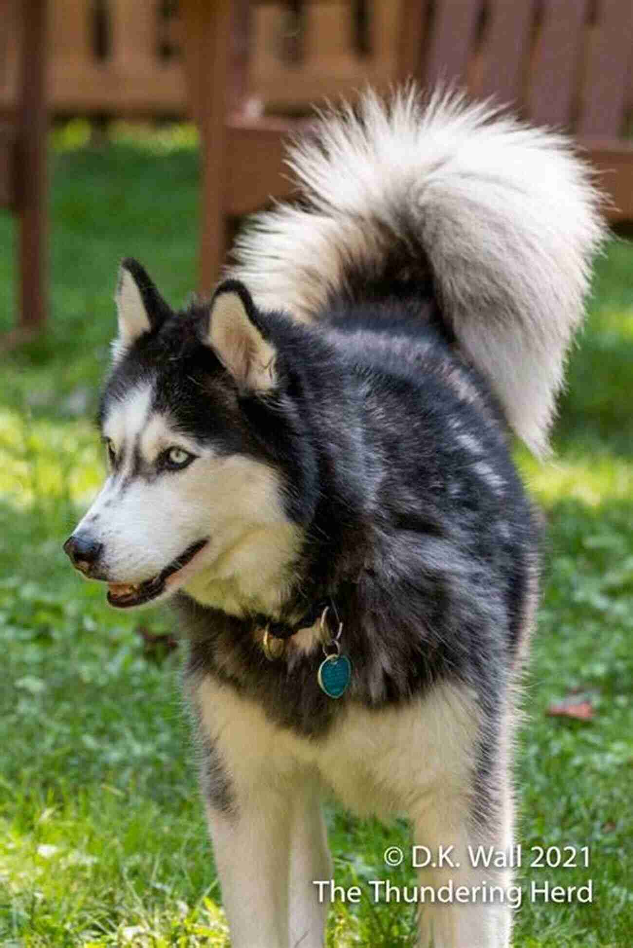 Siberian Husky With Piercing Blue Eyes Running In The Snow How Dogs Work Raymond Coppinger