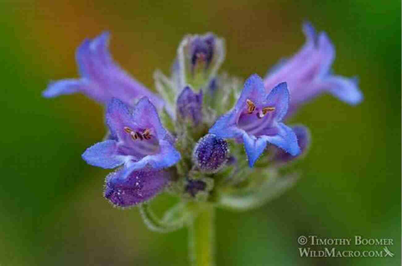 Sierra Penstemon Sierra Nevada Wildflowers 2nd: A Field Guide To Common Wildflowers And Shrubs Of The Sierra Nevada Including Yosemite Sequoia And Kings Canyon National Parks (Wildflower Series)