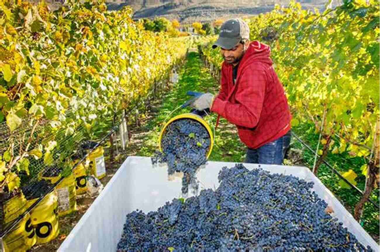 Splendid Vineyards Of Osoyoos Producing Exquisite Wines Osoyoos British Columbia Canada In Colour Photos: Saving Our History One Photo At A Time (Cruising Canada 10)