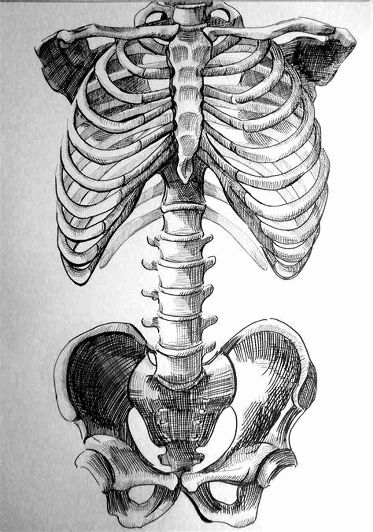 Step By Step Guide On Drawing The Anatomy Of The Skull Final Result How To Draw The Anatomy: The Skull