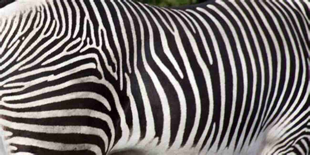 Stripes On A Zebra Pattern Formation And Dynamics In Nonequilibrium Systems