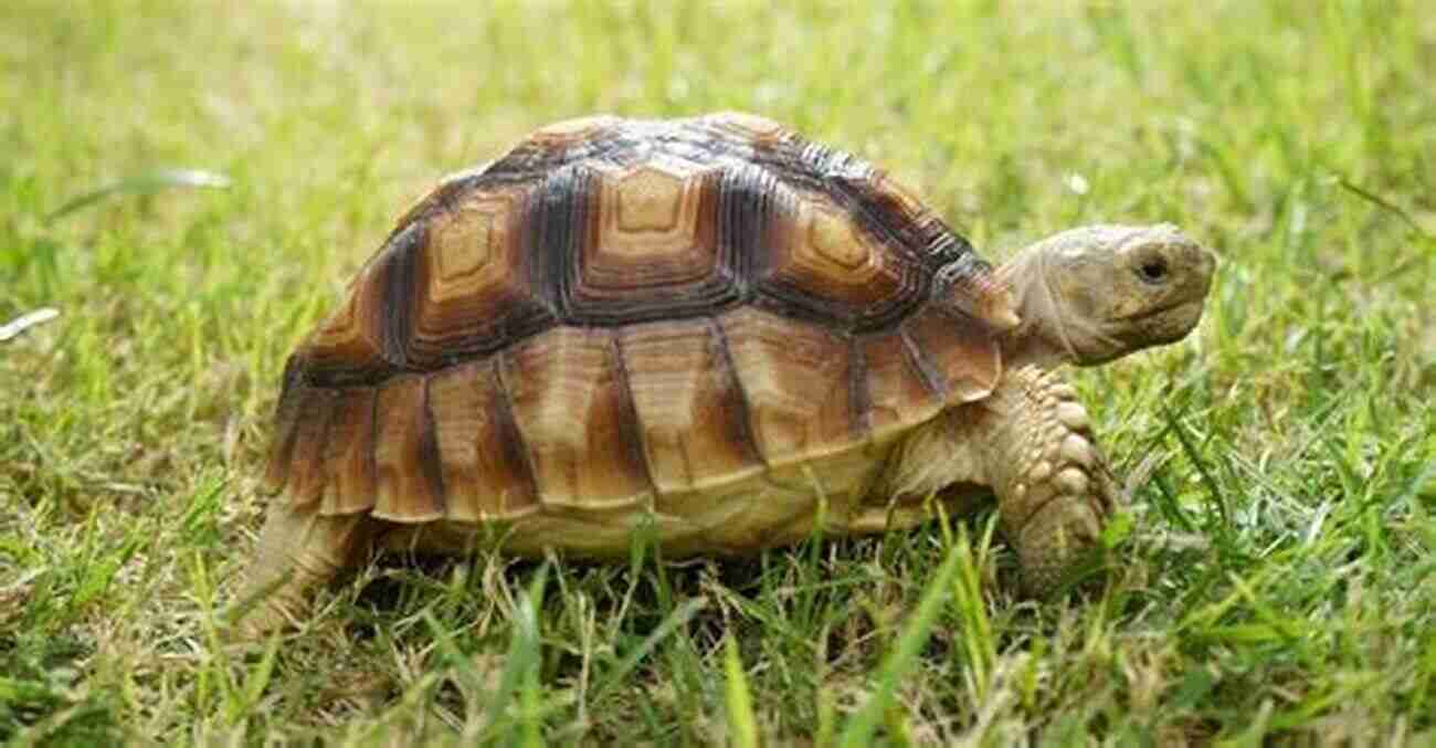 Sulcata Tortoise Walking On Dry Grass In A Sunny Garden Sulcata Tortoise As Pets: The Ultimate Guide To Buying Cost Caring Keeping Handling Enclosure Feeding Health And Tips On How To Raise Sulcata Tortoise As Pets