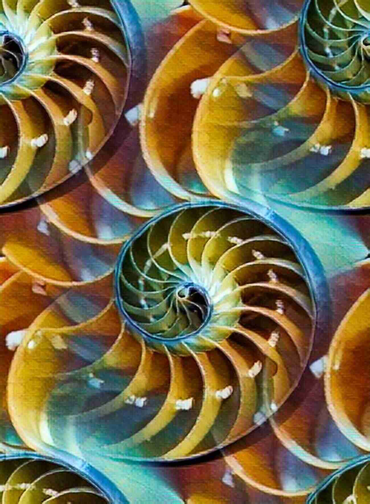 The Mystical Patterns Of A Nautilus Shell A World In A Shell: Snail Stories For A Time Of Extinctions