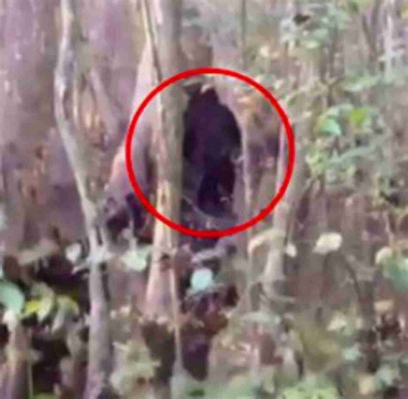 The Mysterious Bigfoot Standing Tall In The Forest The Creature: Personal Experiences With Bigfoot