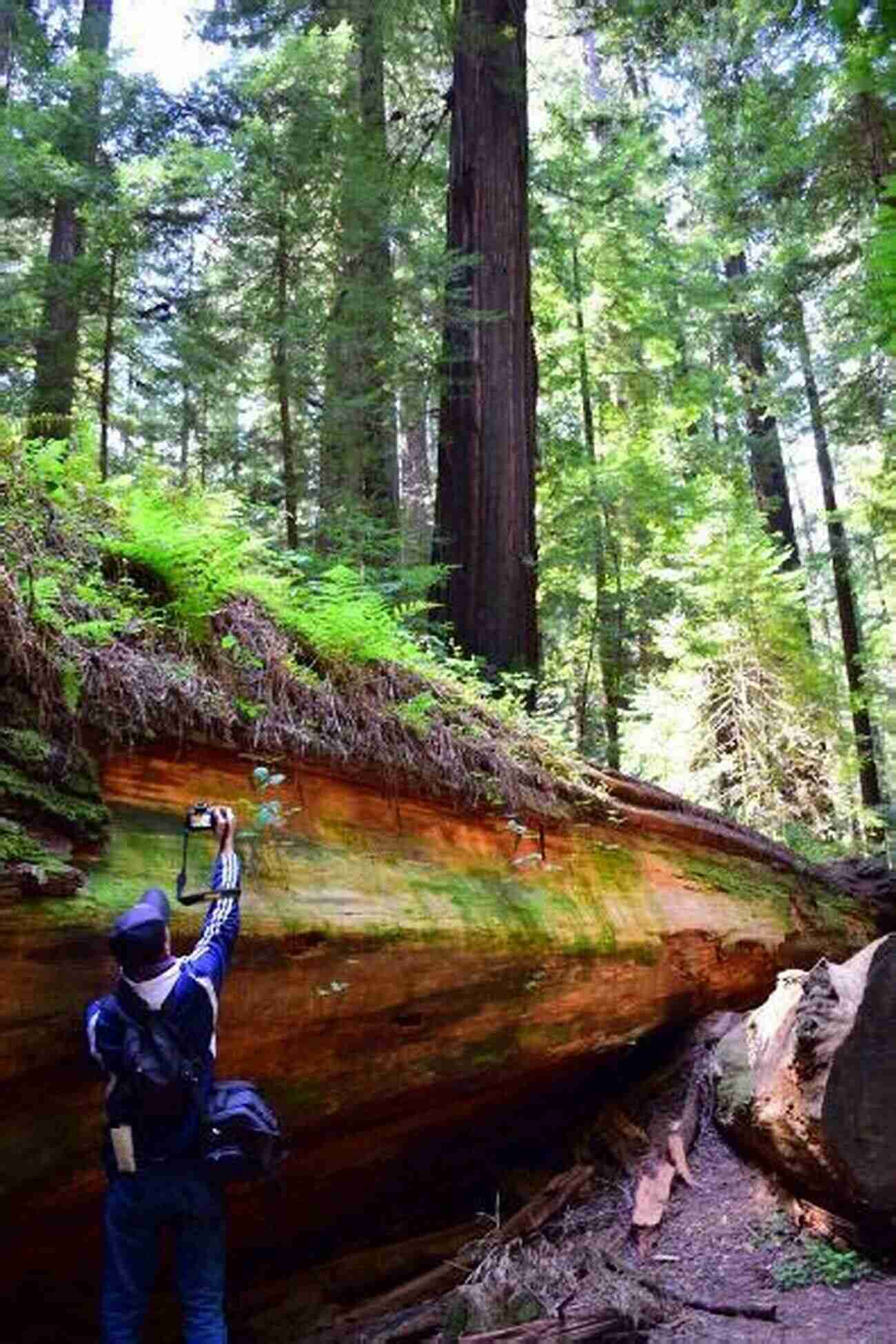 The Scenic View Of Tall Redwoods Forming A Forest Tunnel Along The Avenue Of The Giants Scenic Driving Vermont: Exploring The State S Most Spectacular Byways And Back Roads