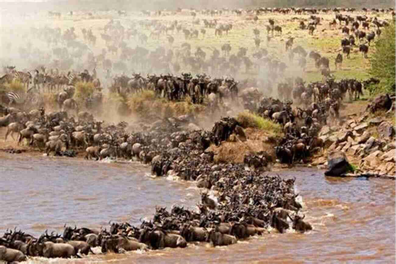 The Vast Expanse Of The Serengeti, Where Countless Wildebeest Embark On Their Annual Migration. Owly Owls Most Popular Owls Of The World: Fun Facts And Pictures For Kids