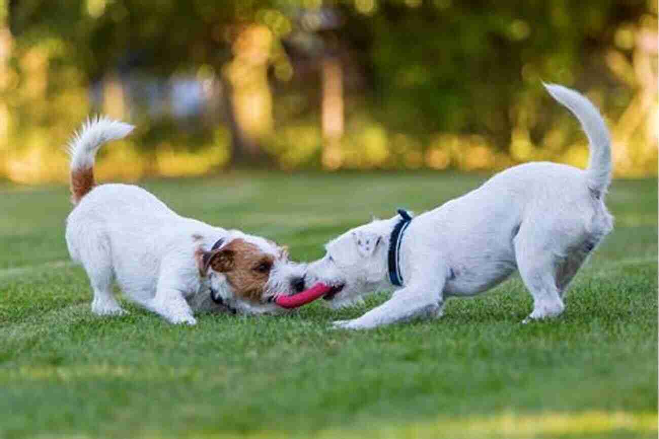 Two Dogs Playing Together In A Park How Dogs Work Raymond Coppinger