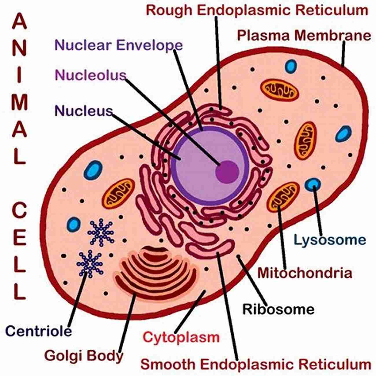 Unveiling The Secrets Of Cells Science Made Easy For Beginners The 60 Minute Quantum Physics Book: Science Made Easy For Beginners Without Math And In Plain Simple English