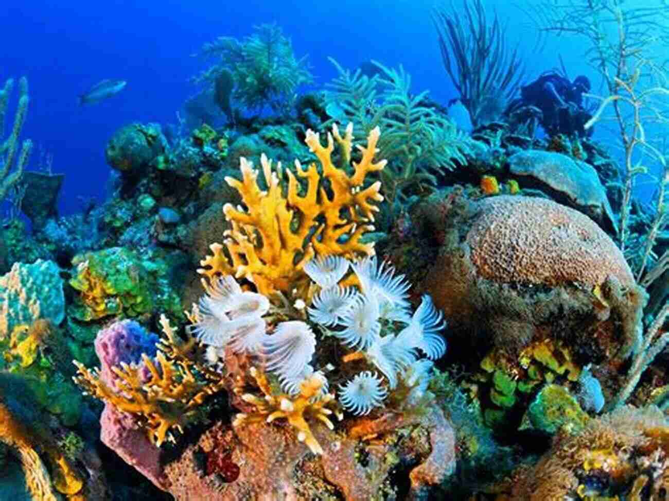 Vibrant Coral Reef A Hidden Treasure In Britain Living Seas Britain S Living Seas: Our Coastal Wildlife And How We Can Save It