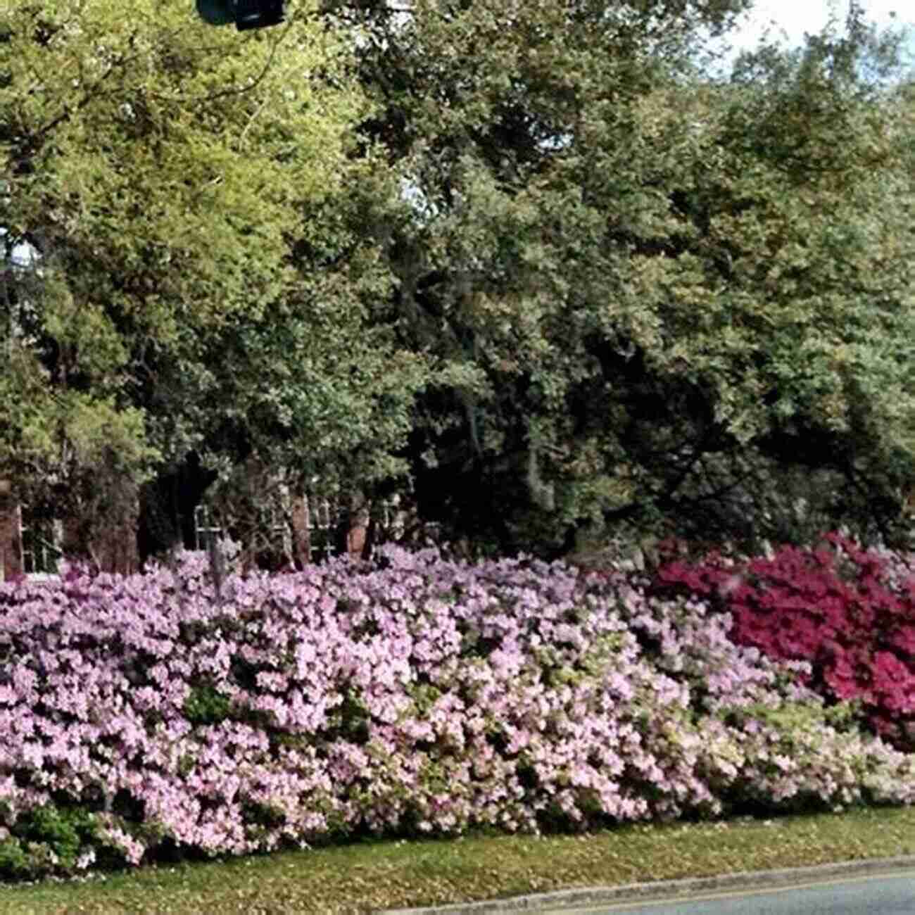 Vibrant Flowers Blooming Along Chitose Road Chitose Road Robert Ruehrdanz