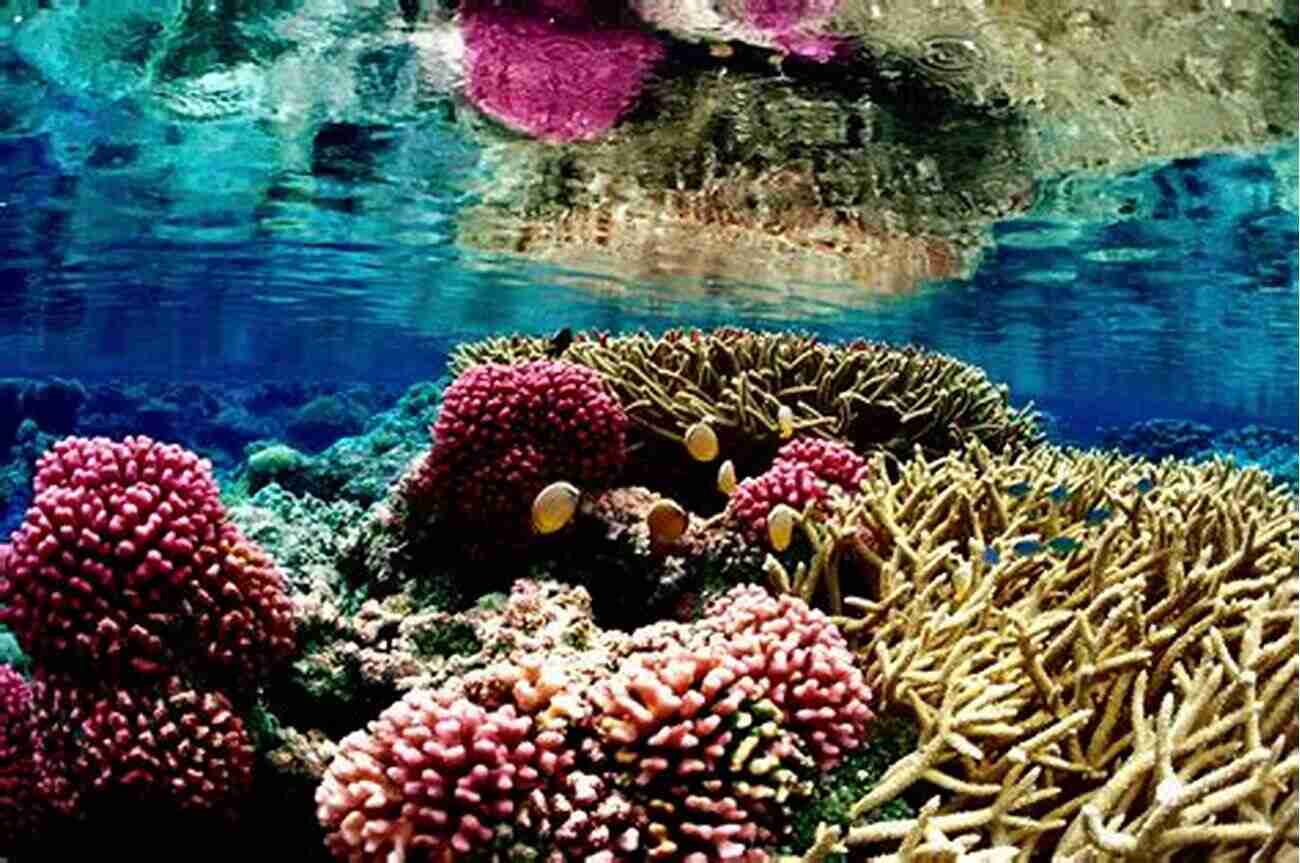 Vibrant Coral Reef Full Of Colorful Fish And Marine Plants Wheelie Big Adventure: With Floyd Fish