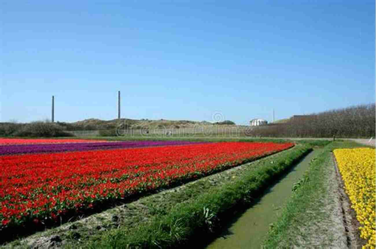 Vibrant Tulip Fields Stretching As Far As The Eye Can See The Netherlands Travel Guide With 100 Landscape Photos