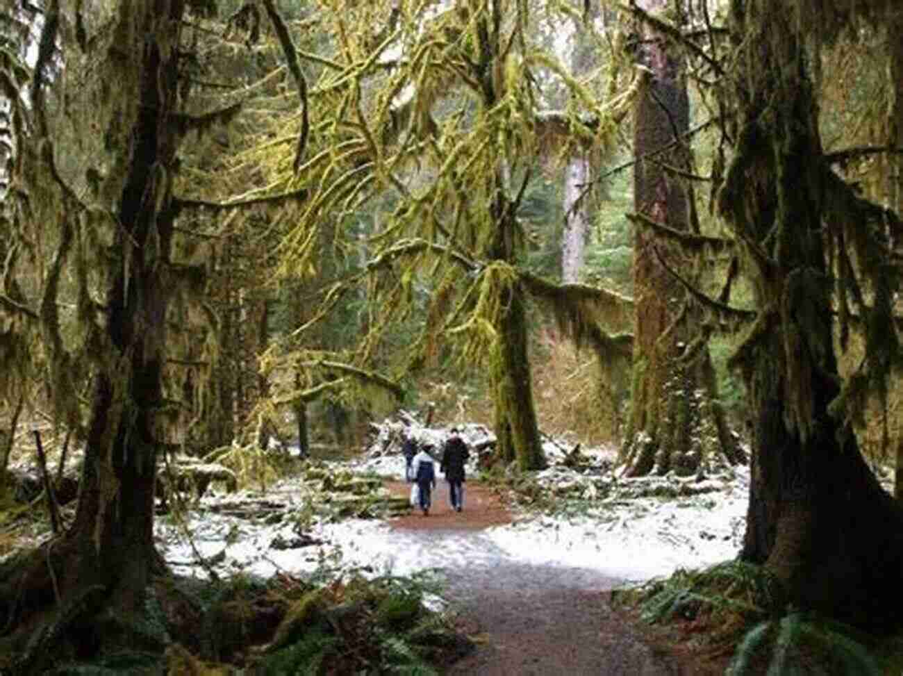 Walking Through The Enchanting Hoh Rainforest The Best Of Olympic National Park