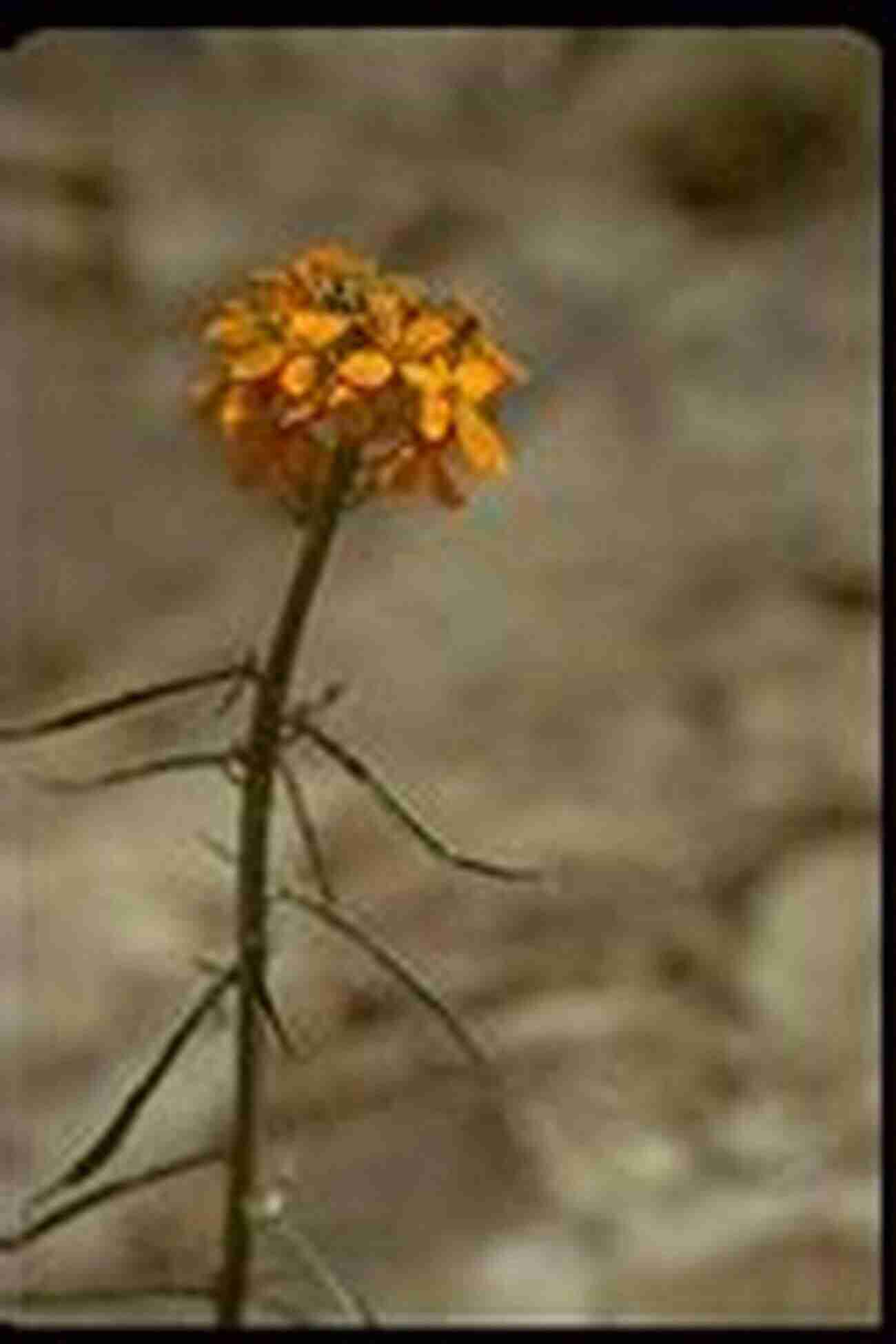 Western Wallflower Sierra Nevada Wildflowers 2nd: A Field Guide To Common Wildflowers And Shrubs Of The Sierra Nevada Including Yosemite Sequoia And Kings Canyon National Parks (Wildflower Series)