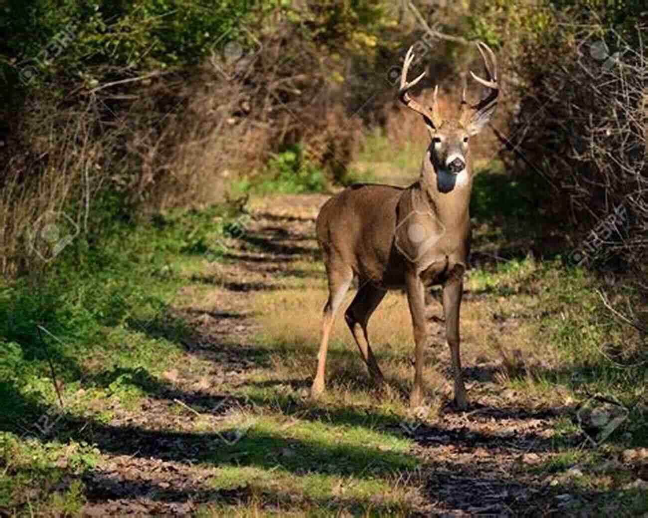 Whitetail Deer Rutting Season Hunting Whitetail Tips: Tips For Hunting Deer