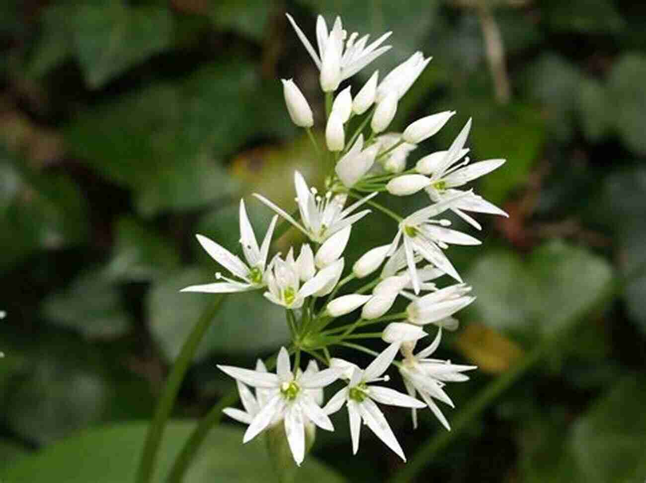 Wild Garlic Green Leaves With White Flowers Wildcrafting Weeds: 20 Easy To Forage Edible And Medicinal Plants (that Might Be Growing In Your Backyard )