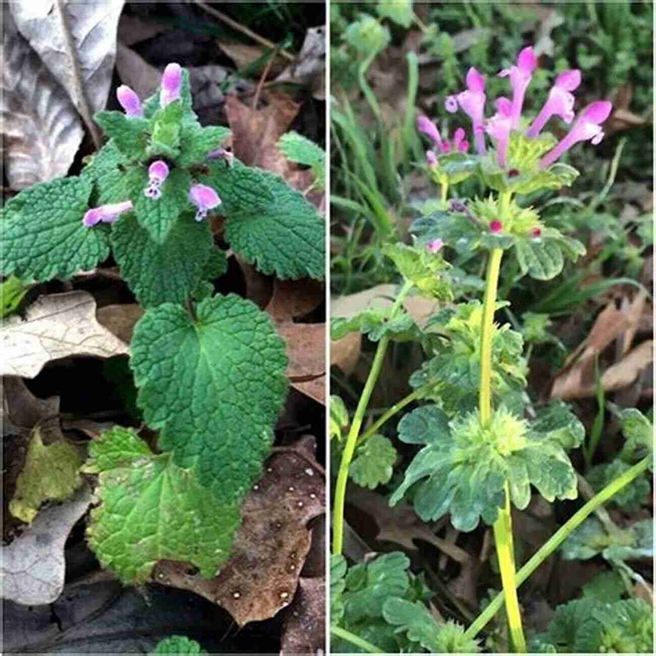 Wild Mint Green Leaves With Purple Flowers Wildcrafting Weeds: 20 Easy To Forage Edible And Medicinal Plants (that Might Be Growing In Your Backyard )