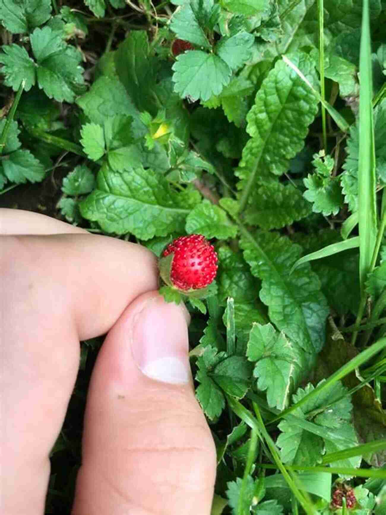 Wild Strawberries Small Red Berries Growing On Low Plants Wildcrafting Weeds: 20 Easy To Forage Edible And Medicinal Plants (that Might Be Growing In Your Backyard )