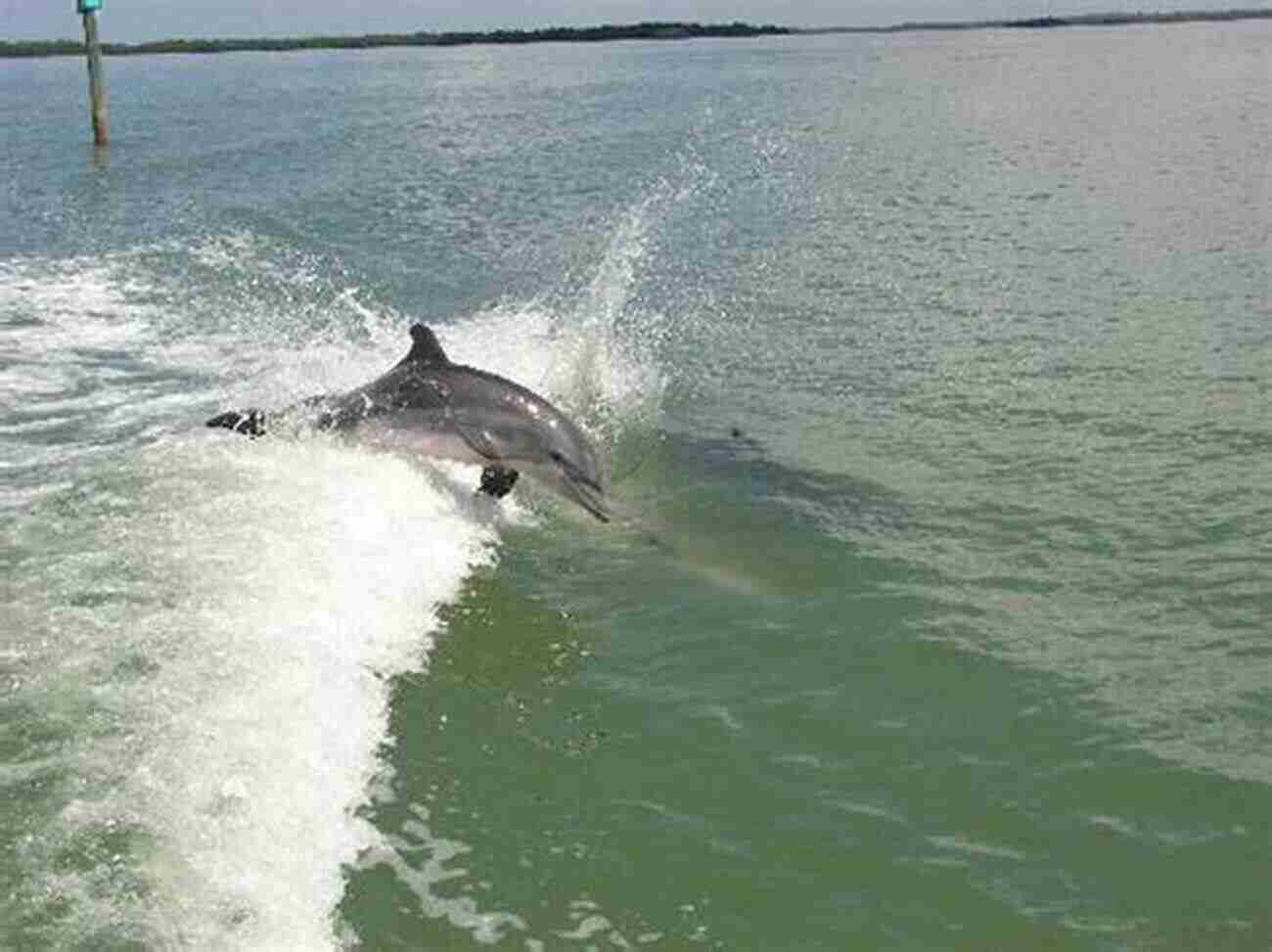 Witness The Playful Dolphins In The Azure Waters Of Estero Bay 10 Adventures And More In Lee And Collier Counties: Florida On Land And Water