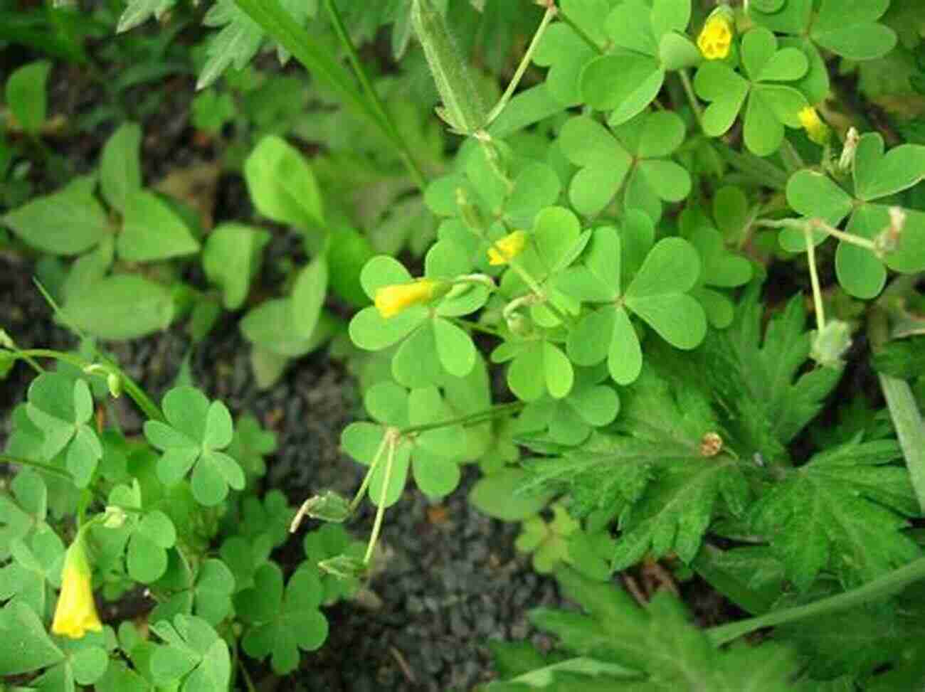 Wood Sorrel A Clover Like Plant With Yellow Flowers Wildcrafting Weeds: 20 Easy To Forage Edible And Medicinal Plants (that Might Be Growing In Your Backyard )