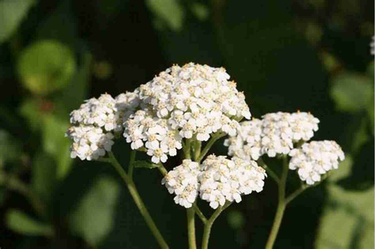 Yarrow Clusters Of Small White Flowers Wildcrafting Weeds: 20 Easy To Forage Edible And Medicinal Plants (that Might Be Growing In Your Backyard )