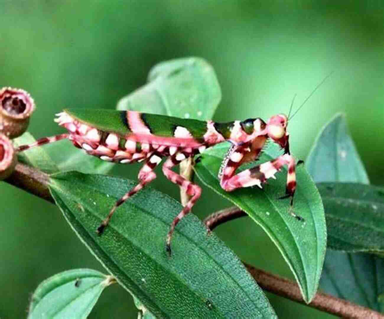 Different Species Of Praying Mantises How To: Keep Care For Praying Mantis: The Easy Educational Pet: Pet Praying Mantis Care Guide