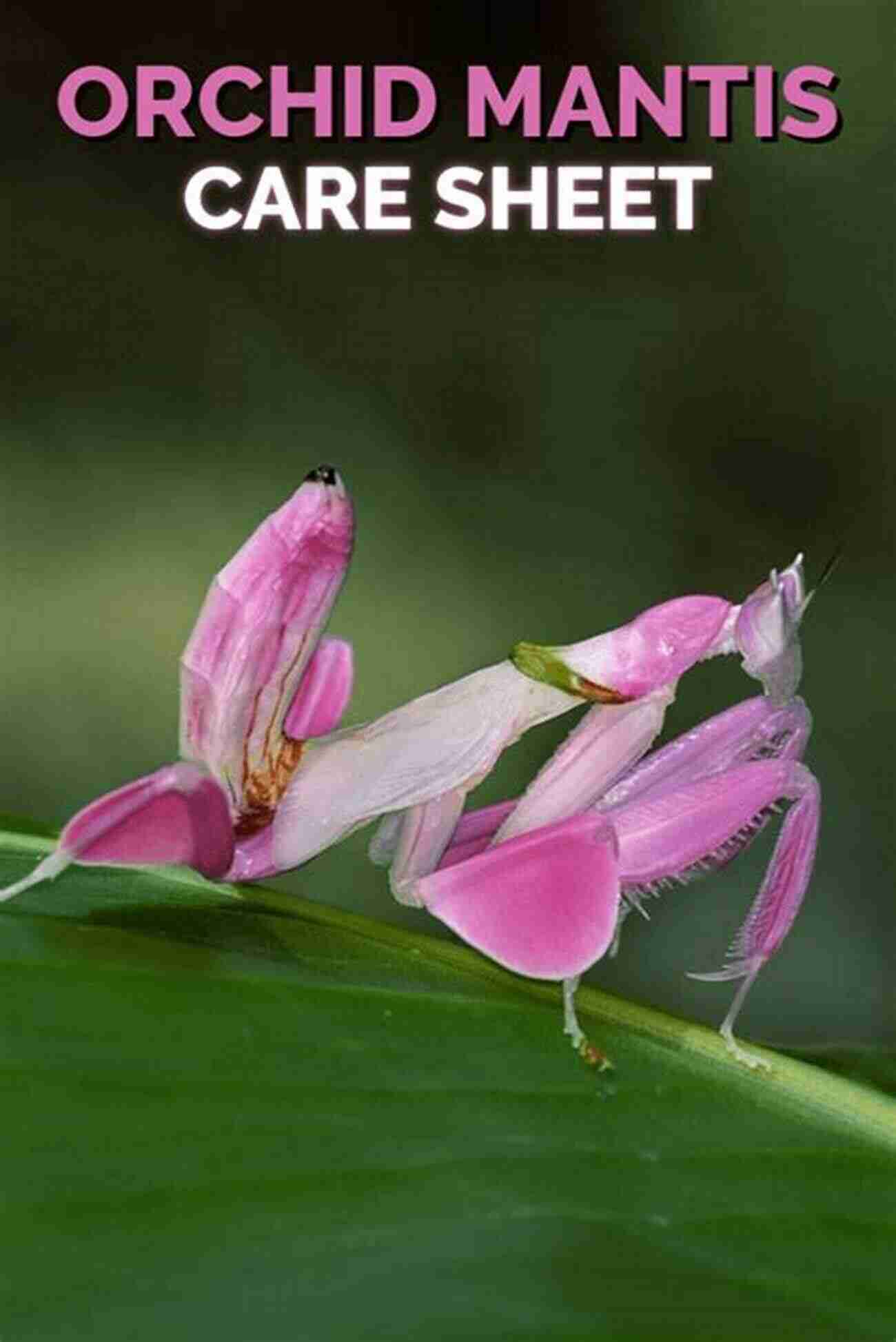 Keep Care For Praying Mantis In Natural Habitat How To: Keep Care For Praying Mantis: The Easy Educational Pet: Pet Praying Mantis Care Guide