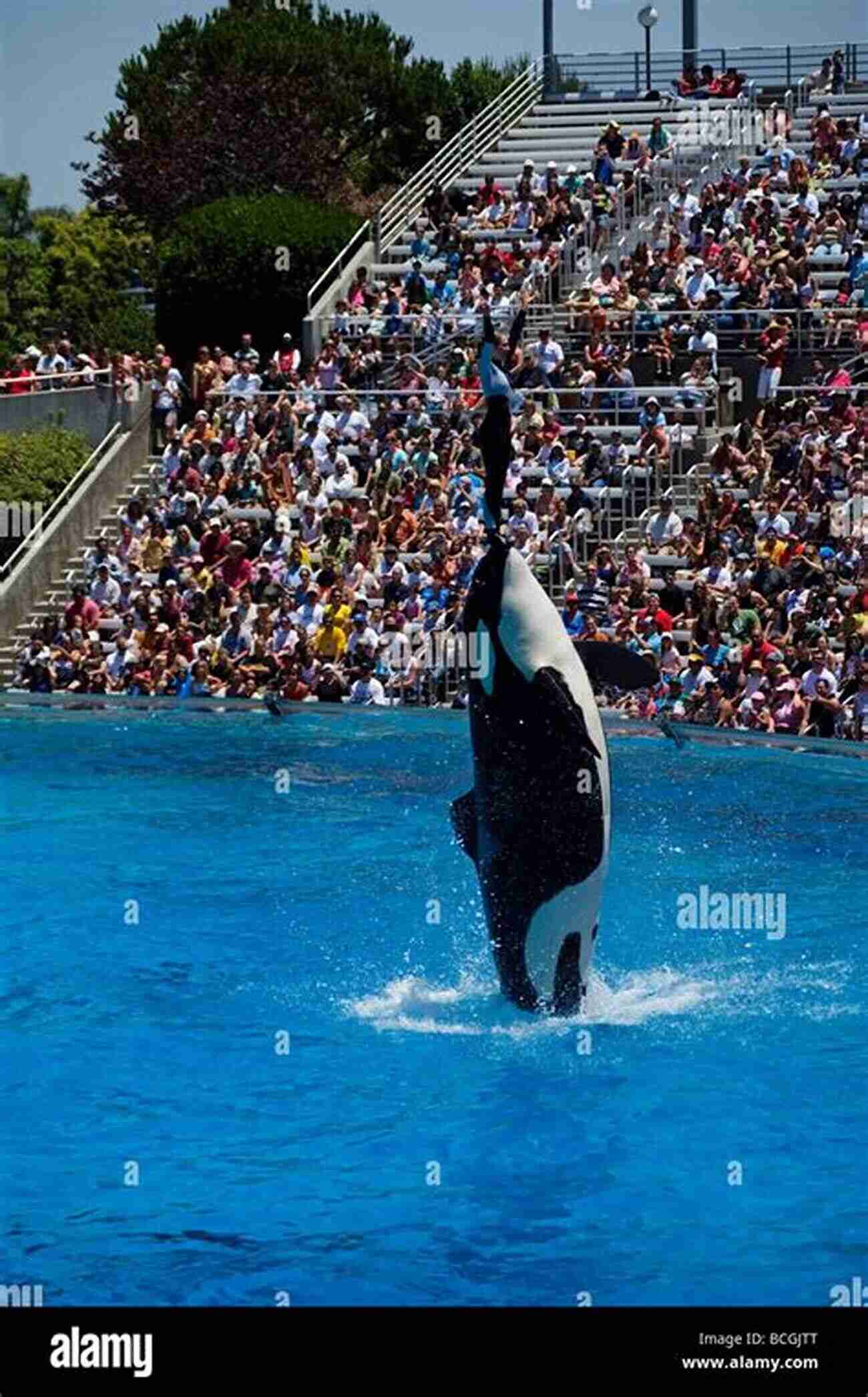 Orca Being Lifted Out Of The Water Orcapedia: A Guide To The Victims Of The International Orca Slave Trade