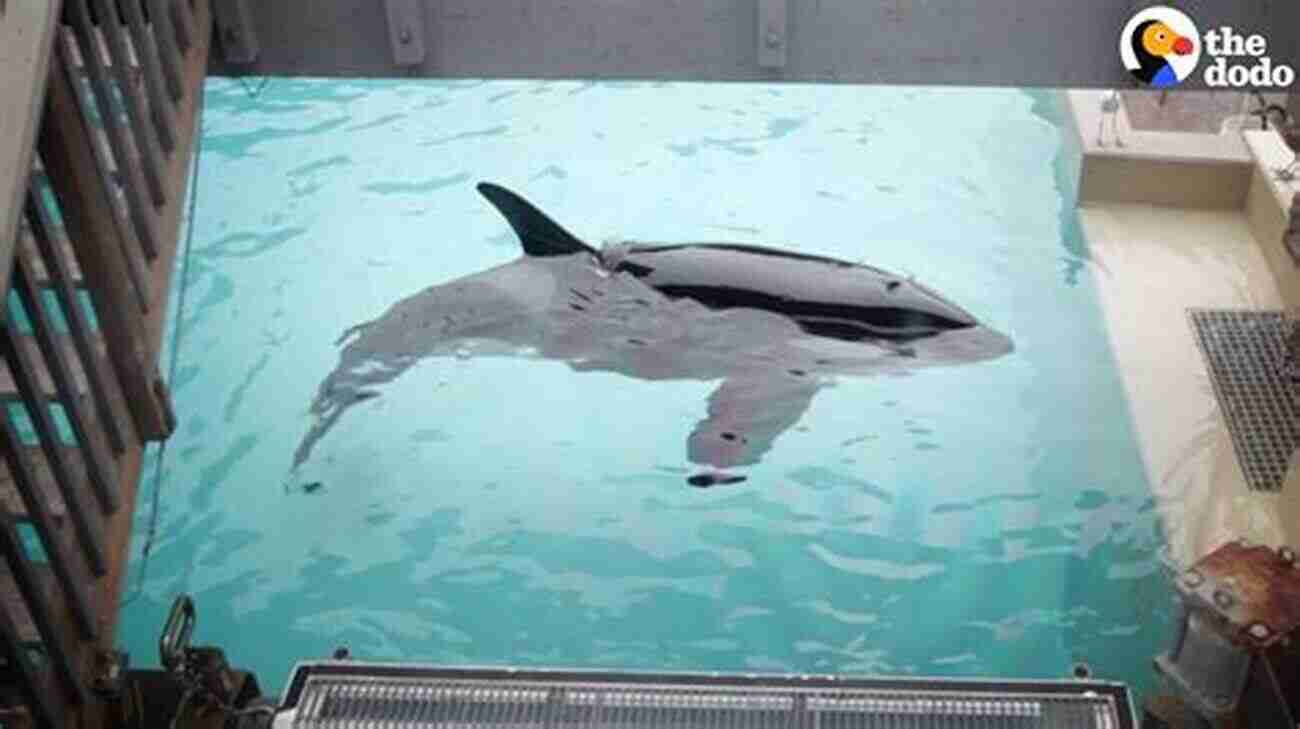 Orcas In Captivity In A Small Tank Orcapedia: A Guide To The Victims Of The International Orca Slave Trade